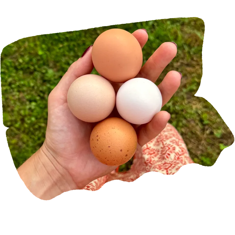 A hand holding four fresh pasture-raised eggs, a meadow behind.
