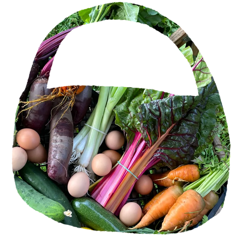 A seasonal vegetable basket: beetroot, chard, carrots, courgettes and eggs, arranged into a basket.