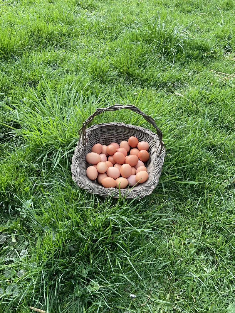 A woven basket full of fresh brown eggs on a sunny meadow.