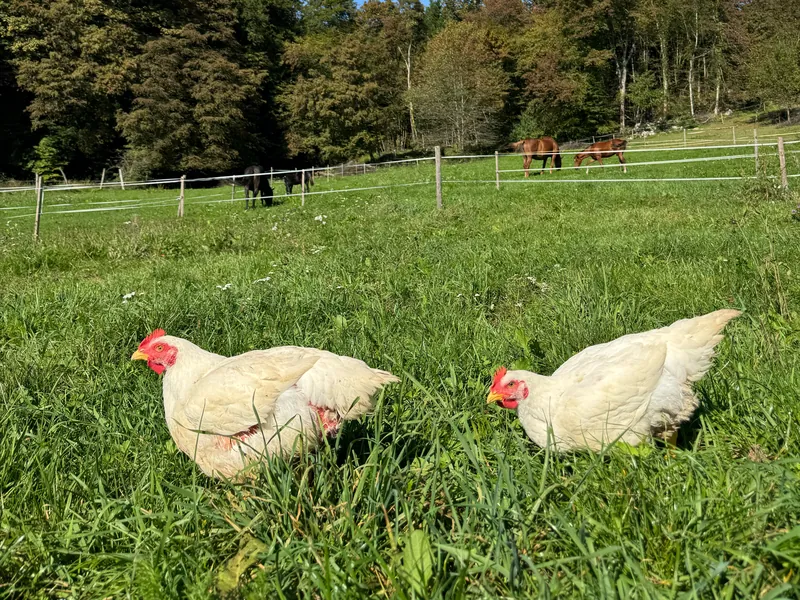 Two white hens scratch in sunny grass, with horses on the pasture behind them.