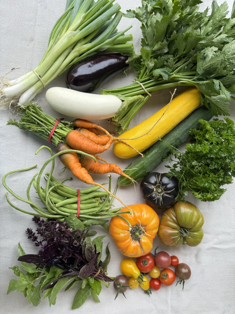 Colourful seasonal vegetables laid out on cloth: spring onions, aubergine, courgettes, carrots, tomatoes, beans and herbs.